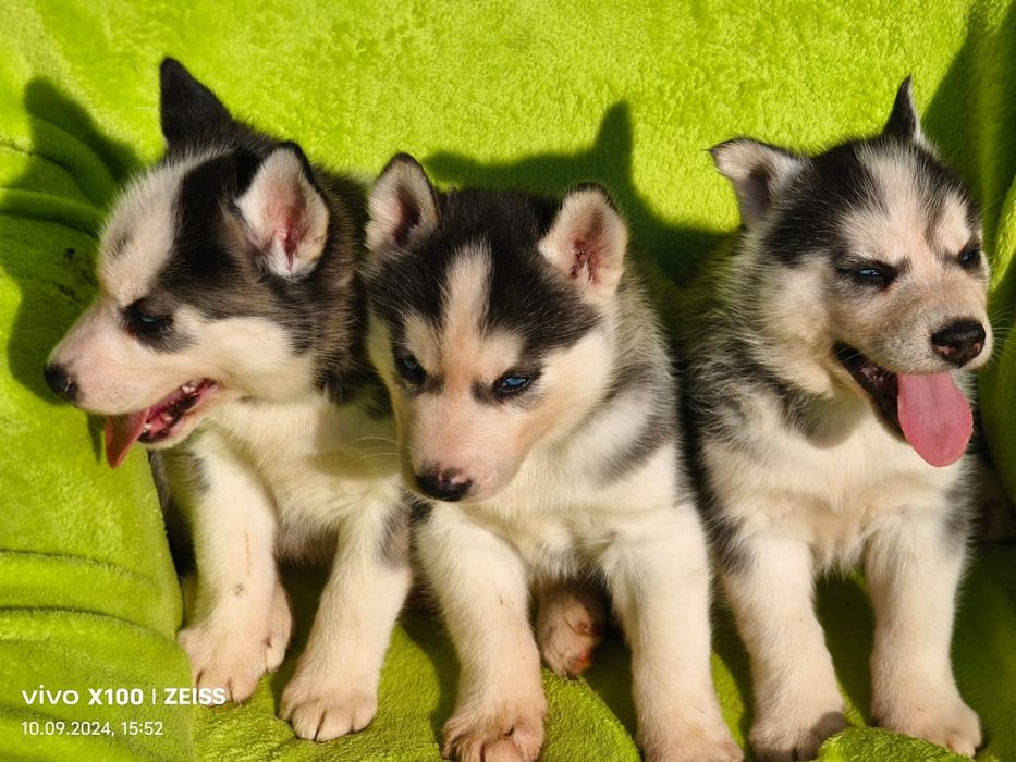 Щенки сибирской хаски.