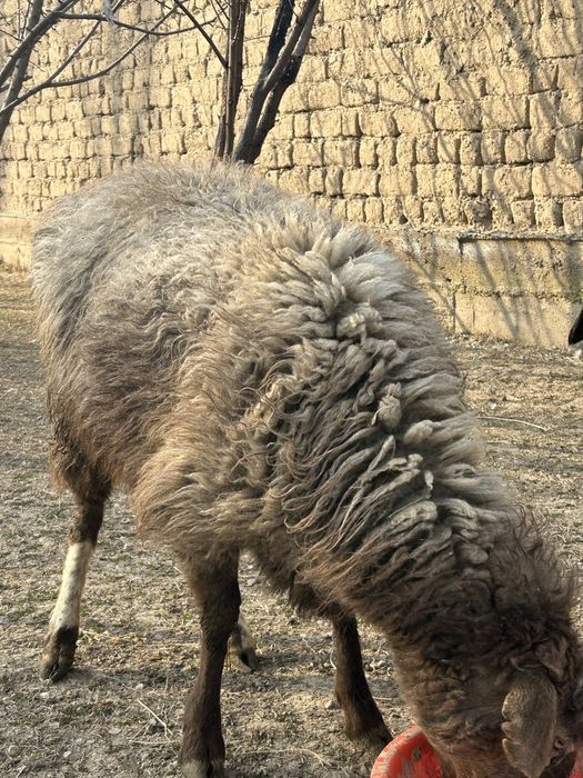 Кой-овца.                 .