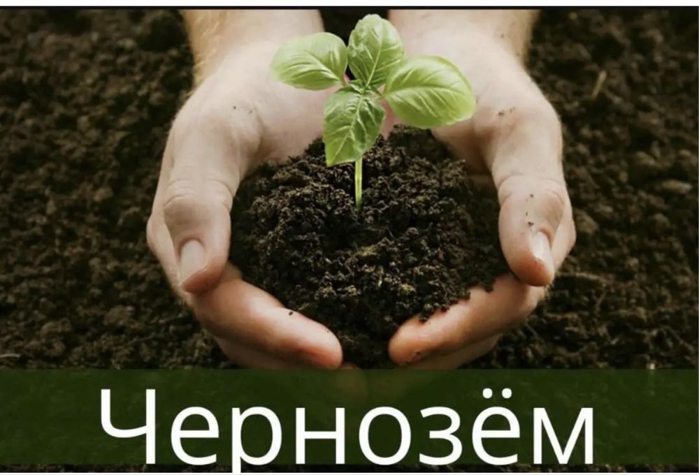биогомусни зўри оптом арзон нархда