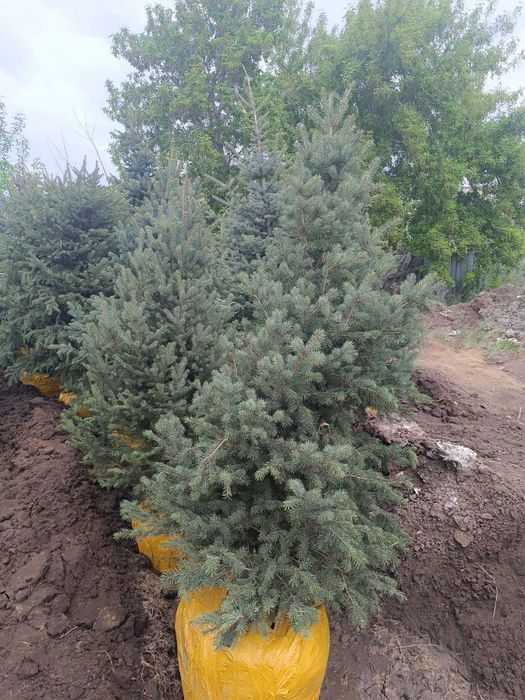 Продам голубую ель