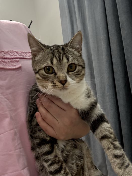 Отдам кошку бесплатно