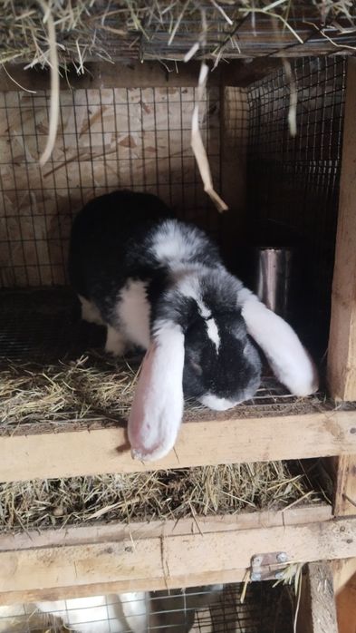 Продам кроликов французский барашек