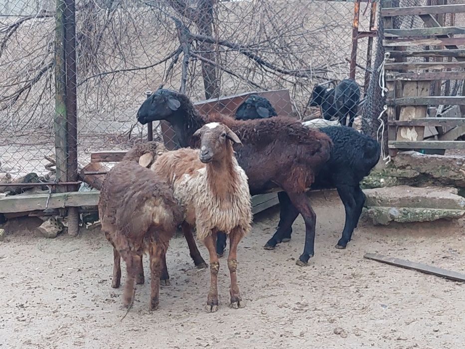 Жас ірі денелі қисары қозылы қойлар сатылады