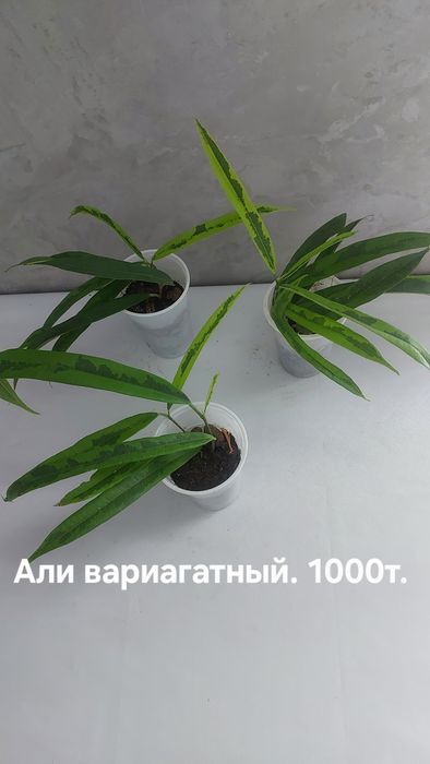 Фикусы разные. Домашние.