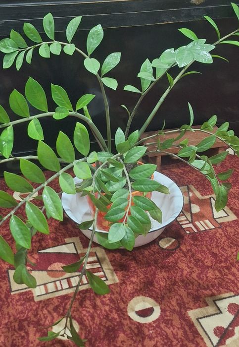 Комнатные цветы .Распродажа.