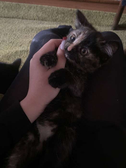 котята бесплатно