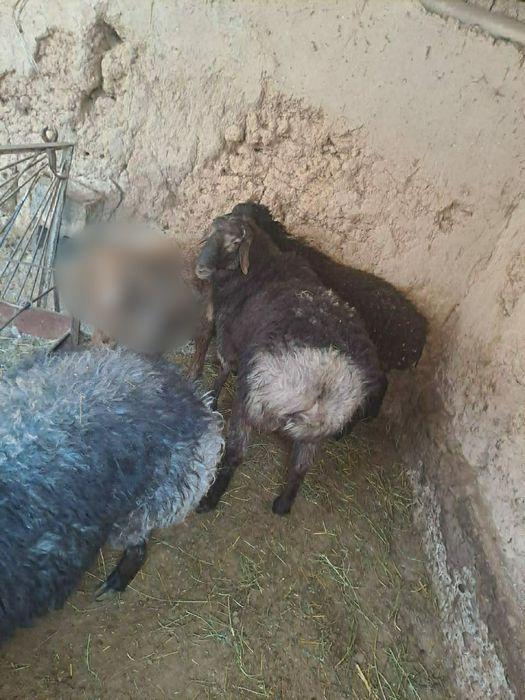 Баран пройзводитель- қошқар