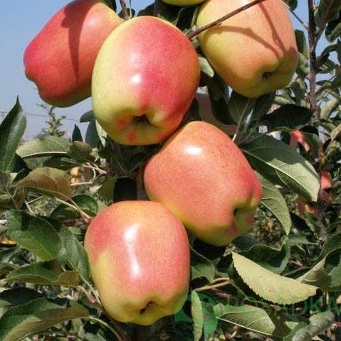 Продам саженцы яблоки