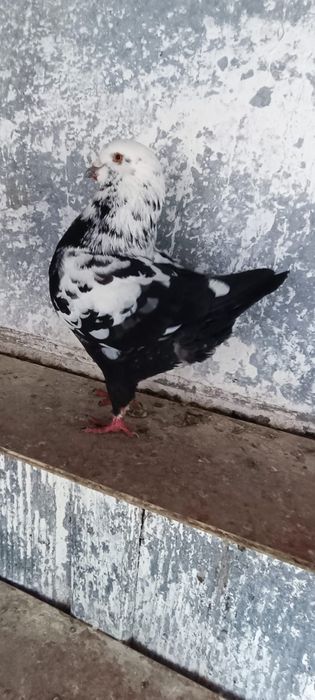 Porumbei kingi scurti pestriti