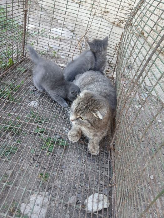 Продам котят веслоухих