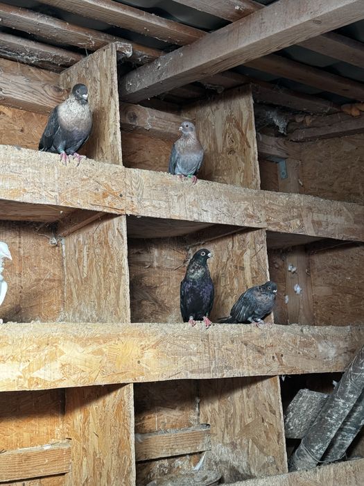 Porumbei egipteni swift de ornament