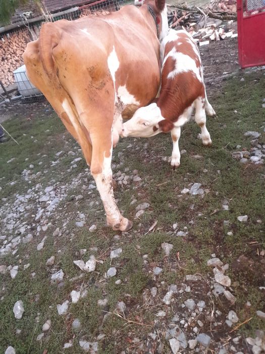 Vand vaca cu vitel de 3 luni