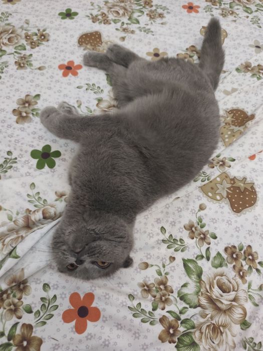 Продается кошка скоттиш фолд