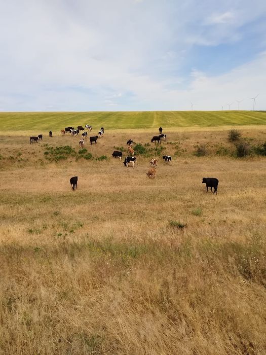 Vaci cu lapte junici gestante vitei de crescut