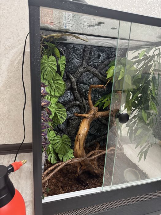 Террариум с гекконом бананоедом