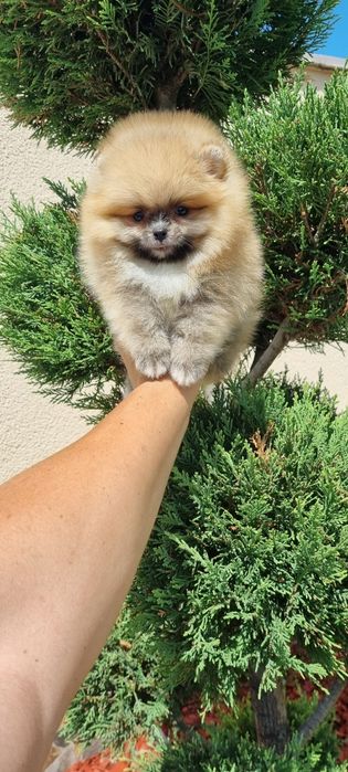 Померан  померан