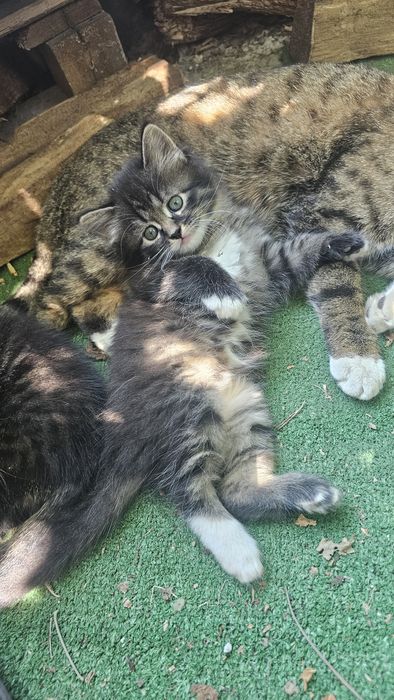 Котята. Коты. Кошки. Дети кошки