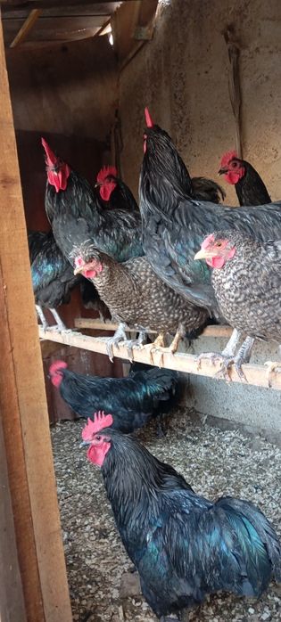 Avstralop va boshqa xorozla sotiladi