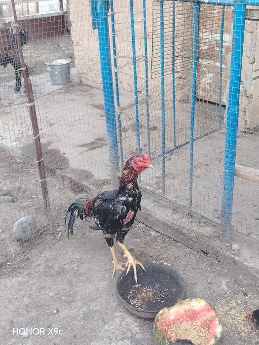 Dakan Xoroz sotiladi
