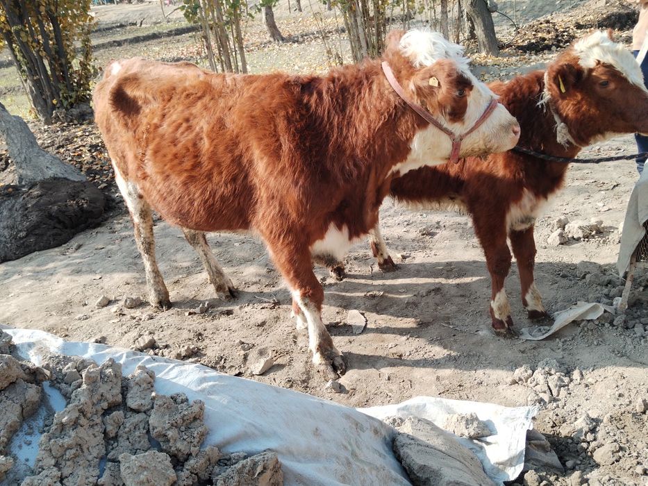 Ona bola grenford sigir