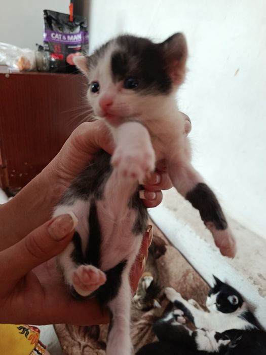 Отдам котят в хорошие руки