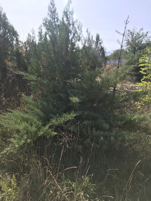 продам ели .можжевельники