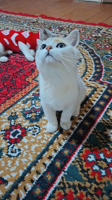 Мушук сотилади угил