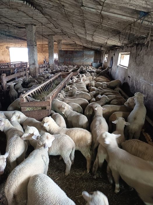 Vand oi cu miei 300 capete!