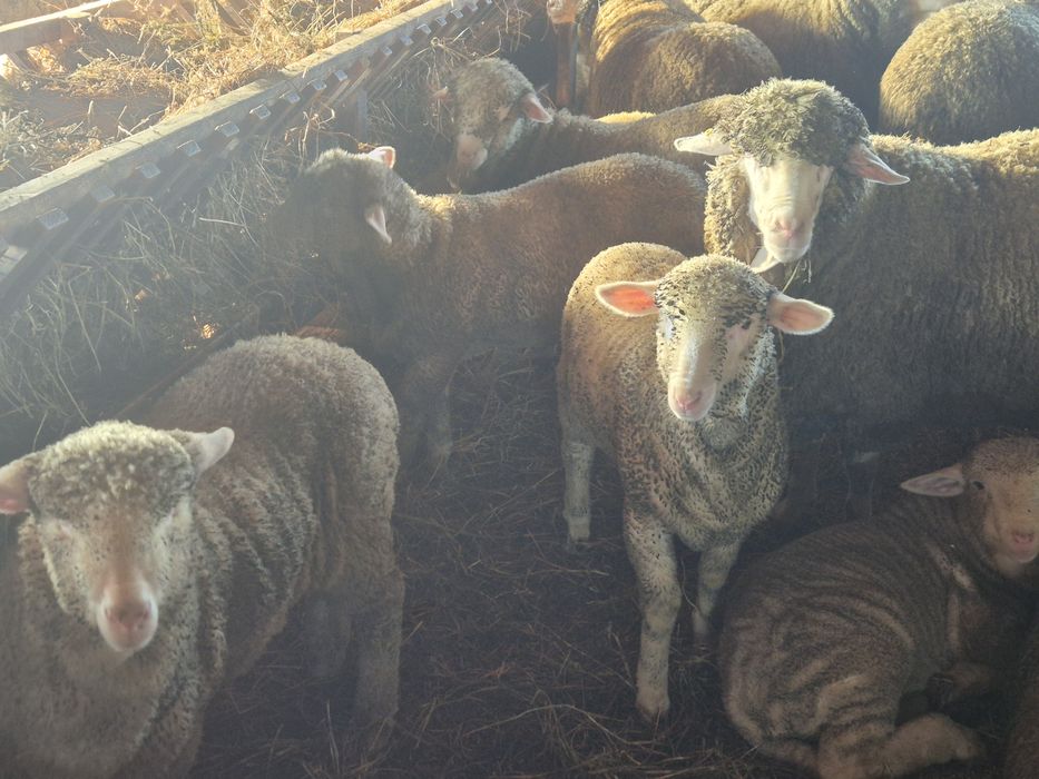 Mielute si berbecuti merinos de palas