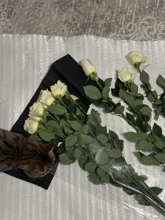 Цветы розы свежие