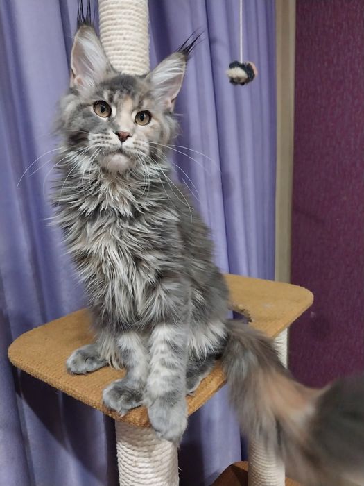 Мейкун девочка  Продаётся