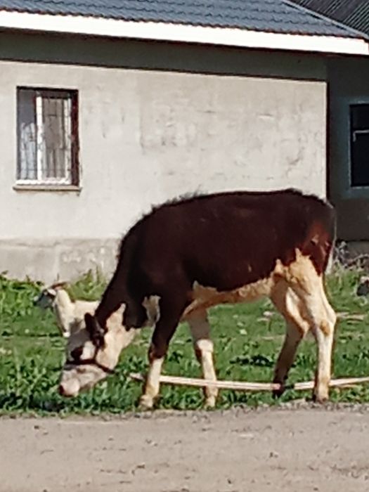 Телята . Срочно.