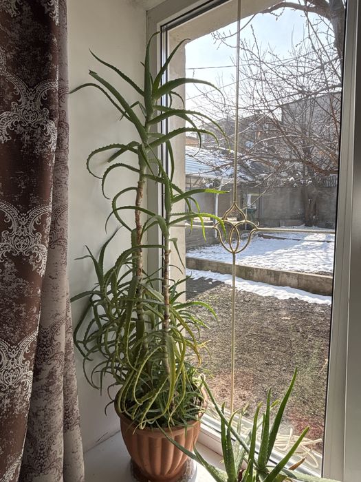 Продам . Алоэ сатылады