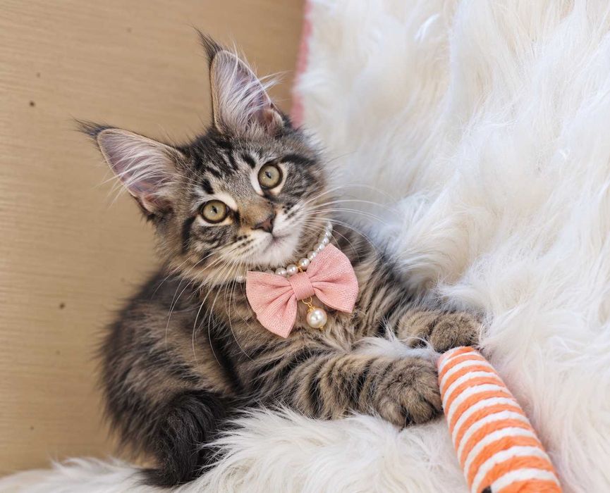HONEY – Pui Maine Coon mascul, 3,5 luni | Pedigree | www.lynxrunecode.com