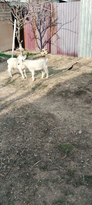 Козлятааааааа занен