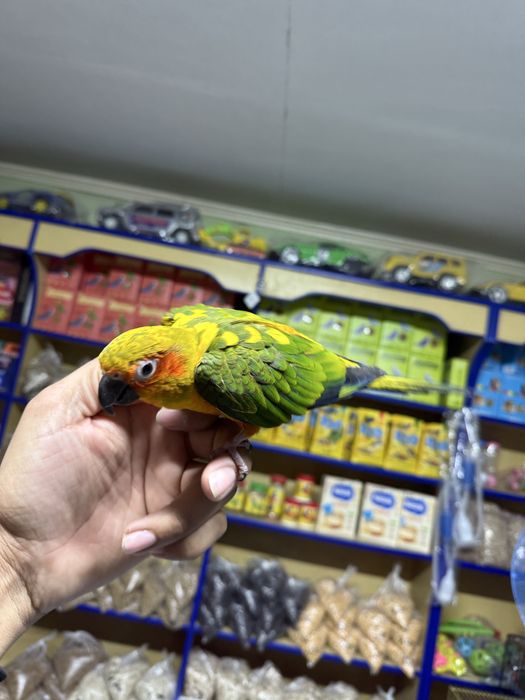 Попугай солнечная аратинга