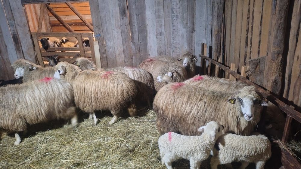 Oi  alese de vânzare