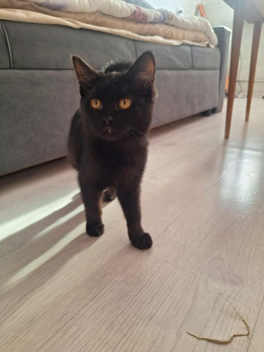 Отдам в добрые руки котёнка-девочку