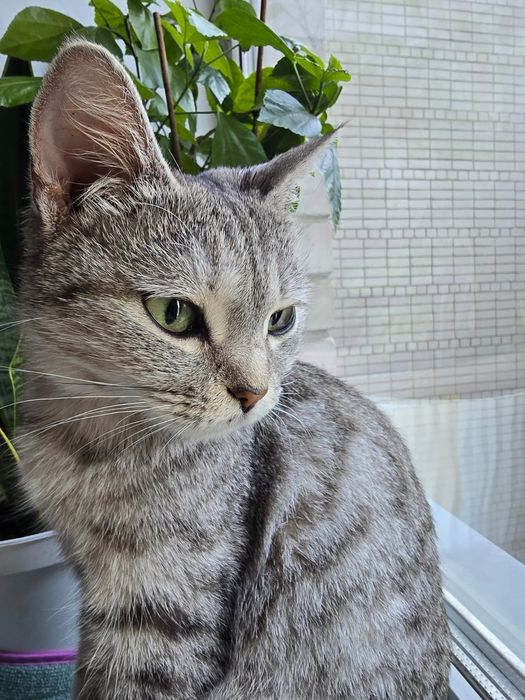 Отдадим кошку в добрые руки