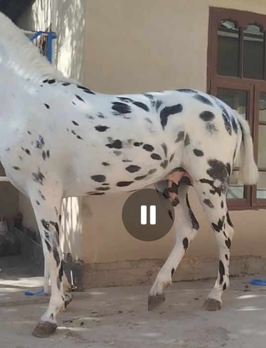 От Акили ГУЗАЛ тулпор сурочни