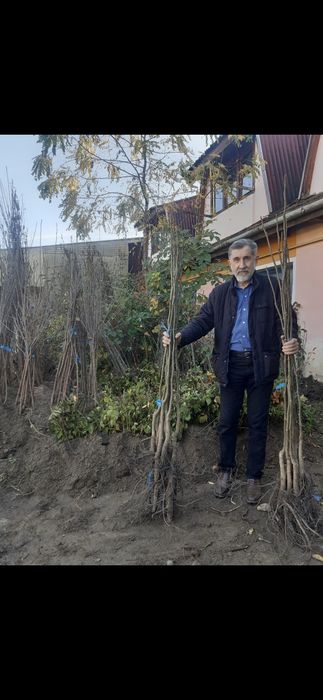 Nuci Chandler;Pesceanschi.Alun.Visin.Castan.Cires.Paulownia.Plantre>RO