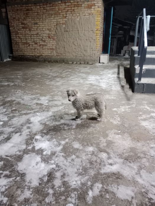 Продается щенок самоед девочка