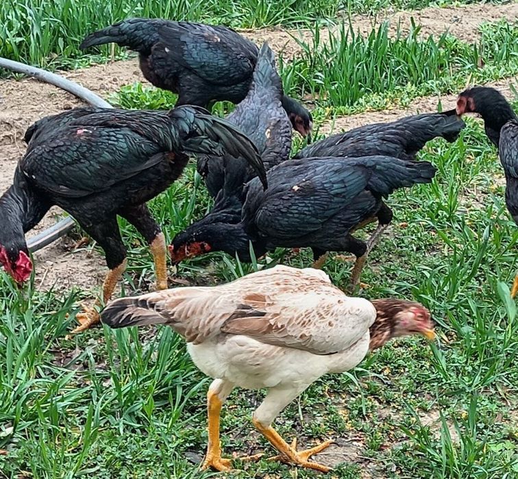 Ганой Карея тухумлари