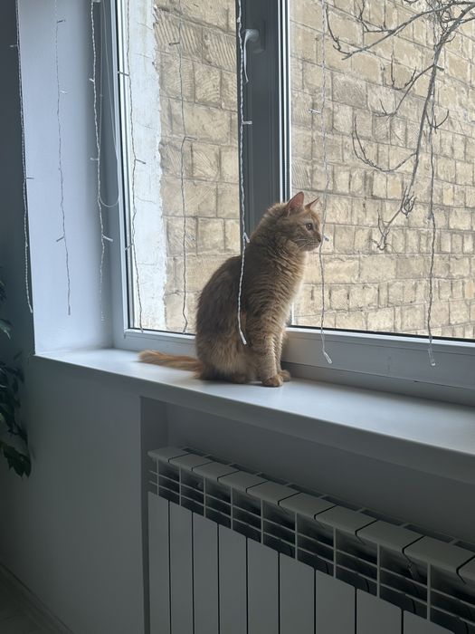 Отдам в добрые руки кота подростка