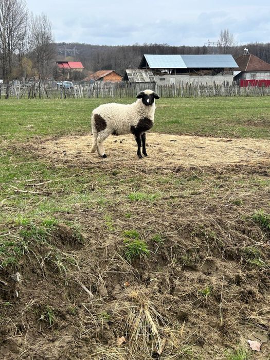 Berbecuti brezi de vanzare