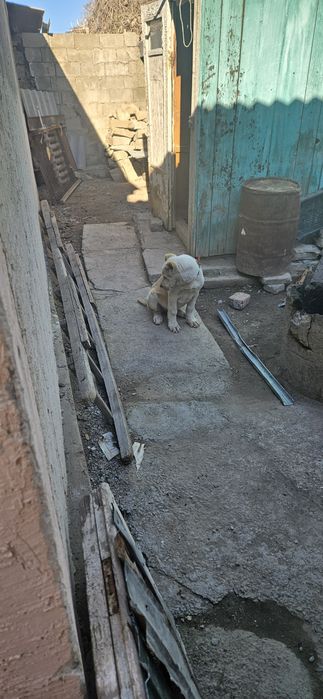 САО сатылады үш айлық