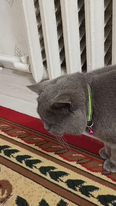 Emlangan dorilariberilgan