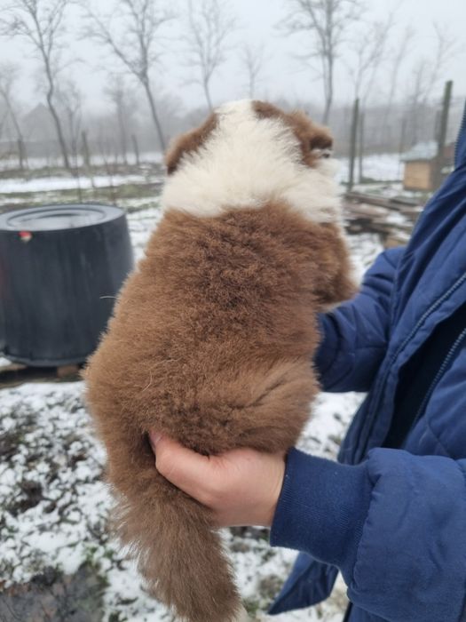 Vând mascul Border Collie