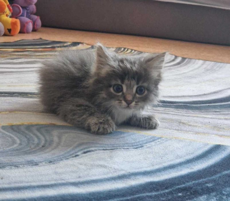 Котята в ответственные руки