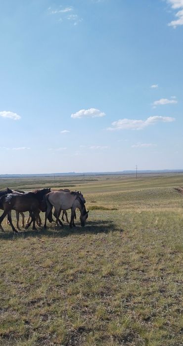 Продам Тайчиков 4 девочки